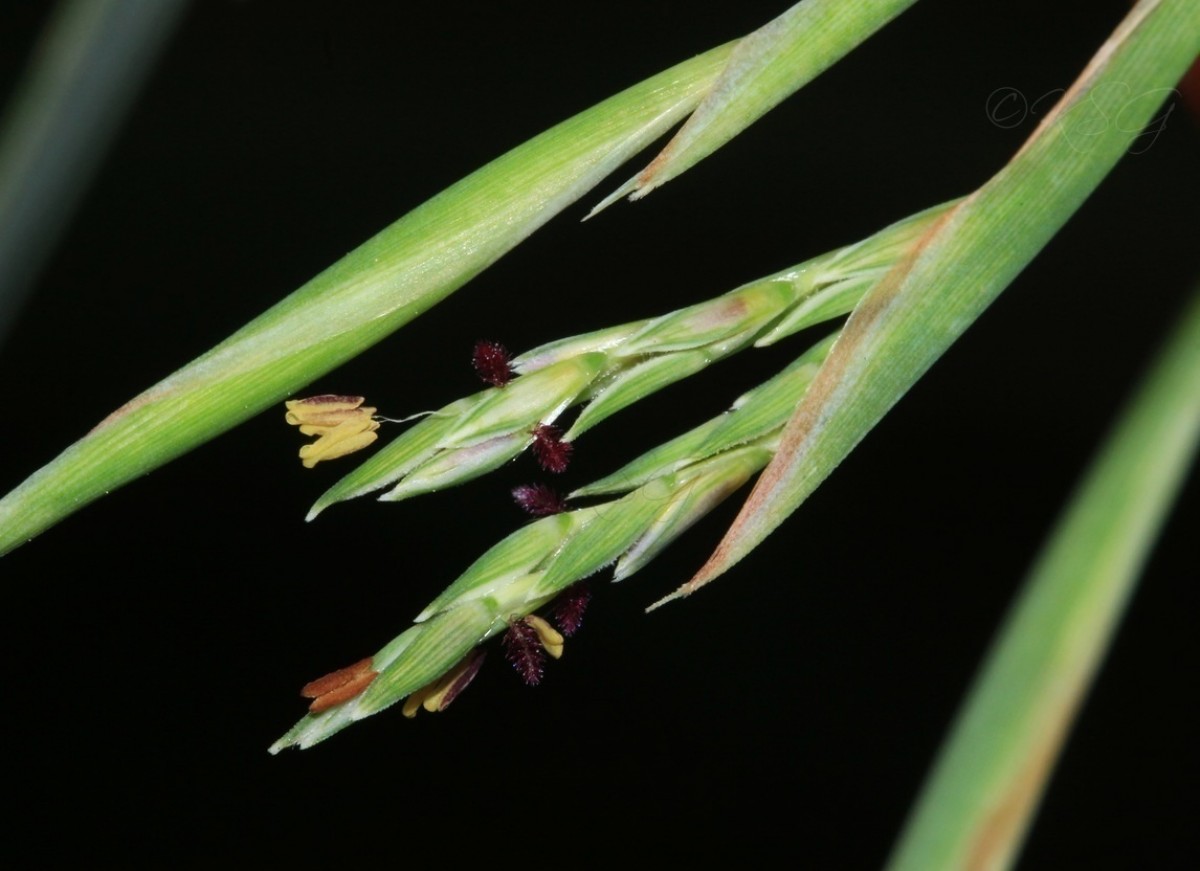 Cymbopogon citratus (DC.) Stapf